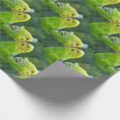 Budgie_2015_0604 Cadeaupapier (Hoek)