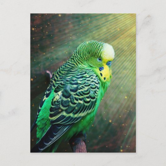 Budgie Bird Briefkaart (Voorkant)