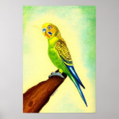 Budgie Bird Portrait Poster (Voorkant)