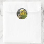 Budgie Bird Ronde Sticker (Tas)