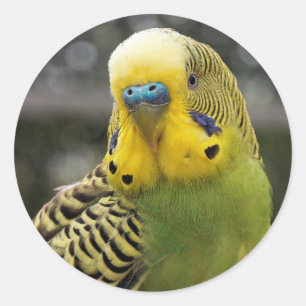 Budgie Bird Ronde Sticker