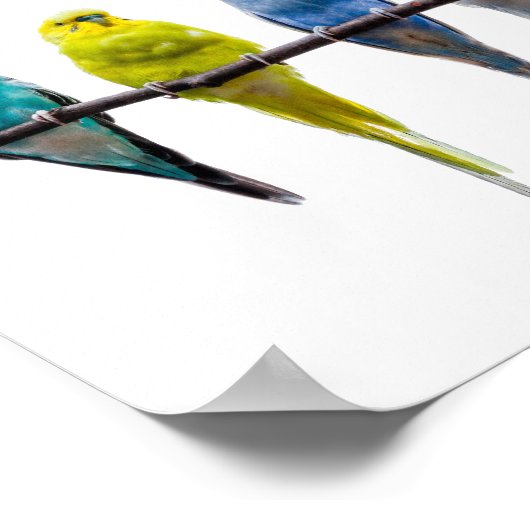 Budgie Birds Poster (Hoek)
