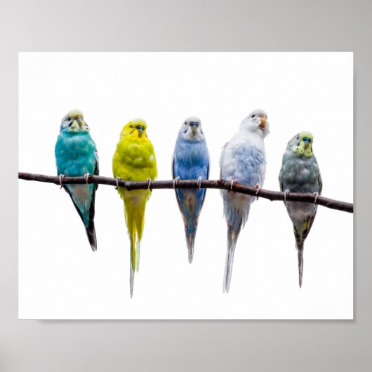Budgie Birds Poster (Voorkant)