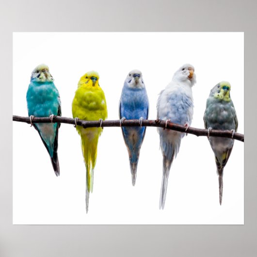 Budgie Birds Poster (Voorkant)