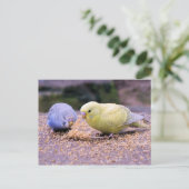 Budgie Briefkaart (Staand voorkant)