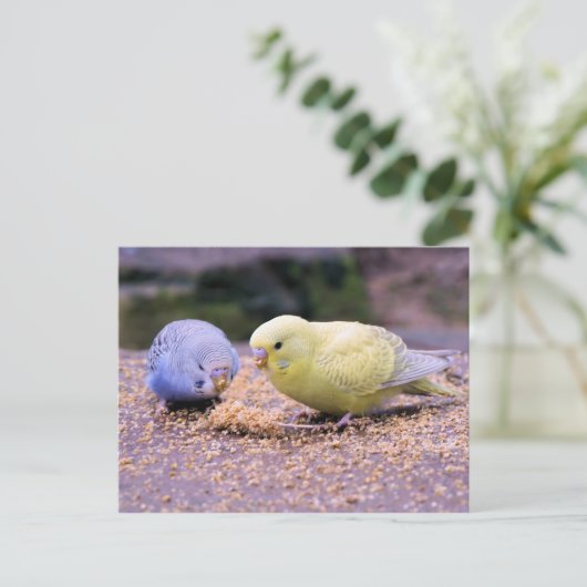 Budgie Briefkaart (Staand voorkant)