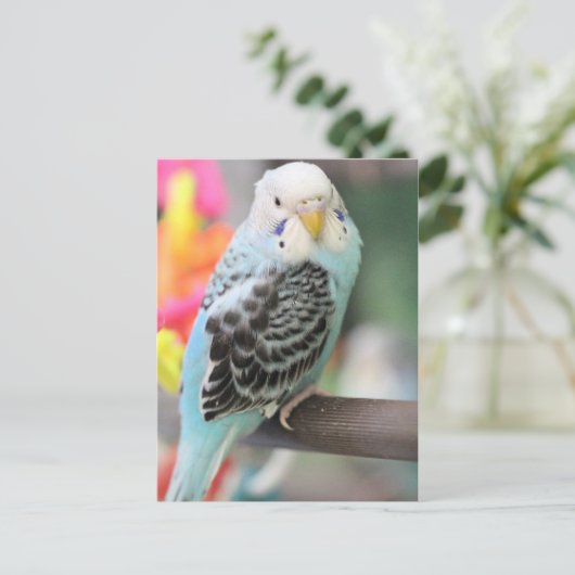 Budgie Briefkaart (Staand voorkant)