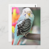 Budgie Briefkaart (Voorkant / Achterkant)