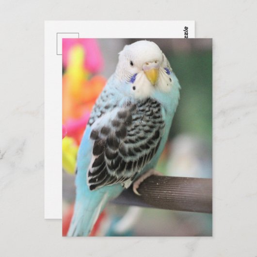 Budgie Briefkaart (Voorkant / Achterkant)