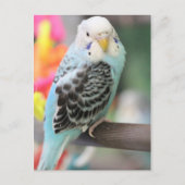 Budgie Briefkaart (Voorkant)