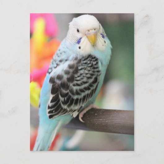 Budgie Briefkaart (Voorkant)