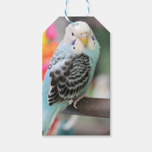 Budgie Cadeaulabel (Voorkant)