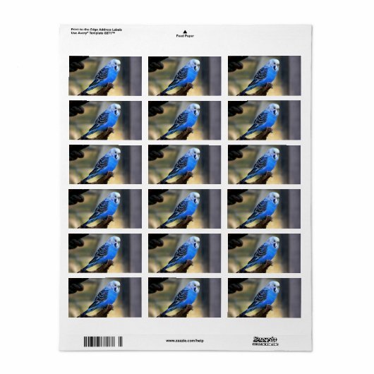 Budgie Etiket (Full Sheet)
