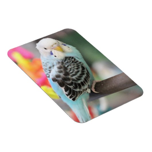 Budgie Magneet (Rechterzijde)