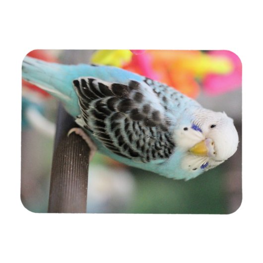 Budgie Magneet (Horizontaal)
