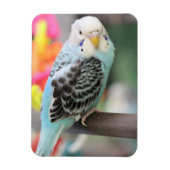 Budgie Magneet (Verticaal)