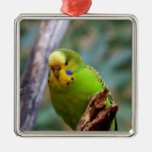Budgie Metalen Ornament