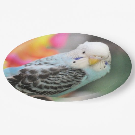 Budgie Papieren Bordje (Gekanteld)