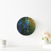 Budgie Ronde Klok (Huis)