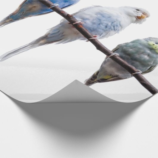 Budgies Cadeaupapier (Hoek)