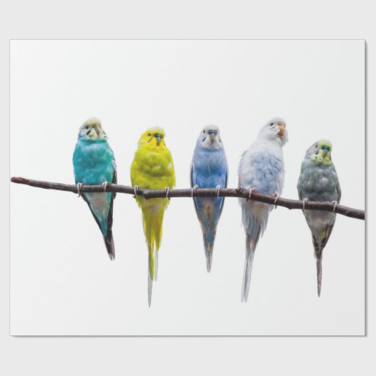 Budgies Cadeaupapier (Vlak)