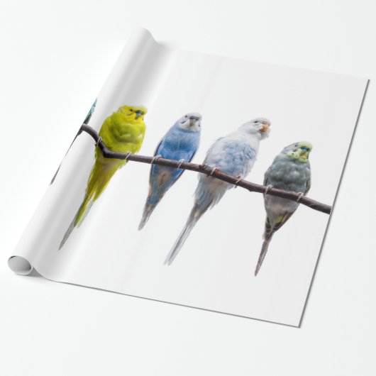 Budgies Cadeaupapier (Uitgerold)