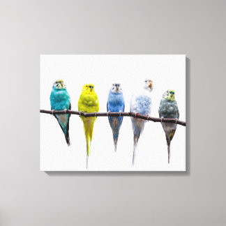 Budgies Canvas Afdruk