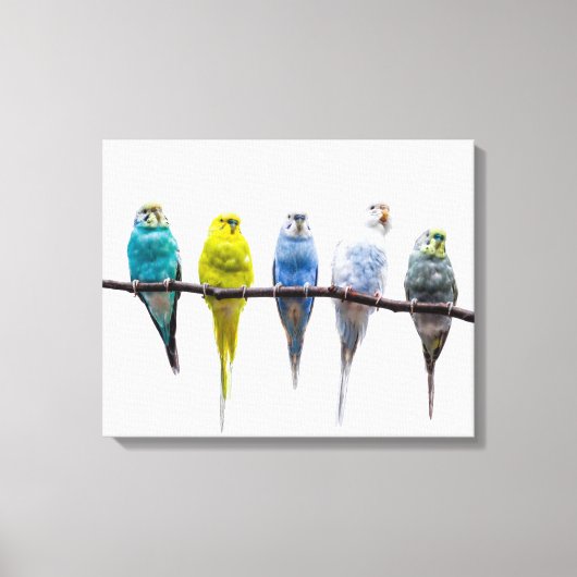 Budgies Canvas Afdruk (Voorkant)