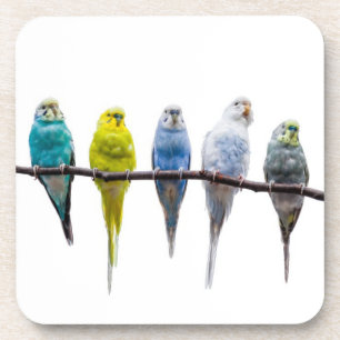 Budgies Drankjes Onderzetter