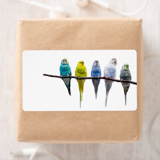 Budgies Etiket (Insitu)