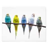 Budgies Foto Afdruk (Voorkant)