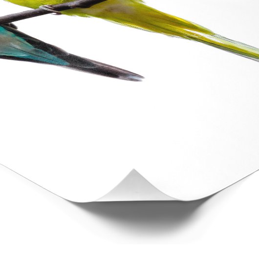 Budgies Foto Afdruk (Hoek)