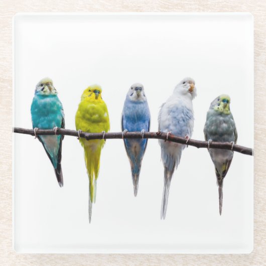Budgies Glazen Onderzetter (Voorkant)