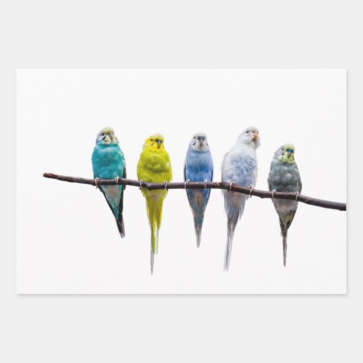 Budgies Inpakpapier Vel (Voorkant 2)