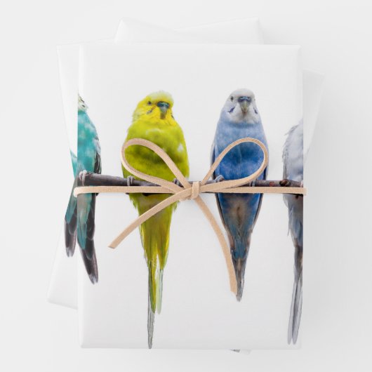 Budgies Inpakpapier Vel (In situ)