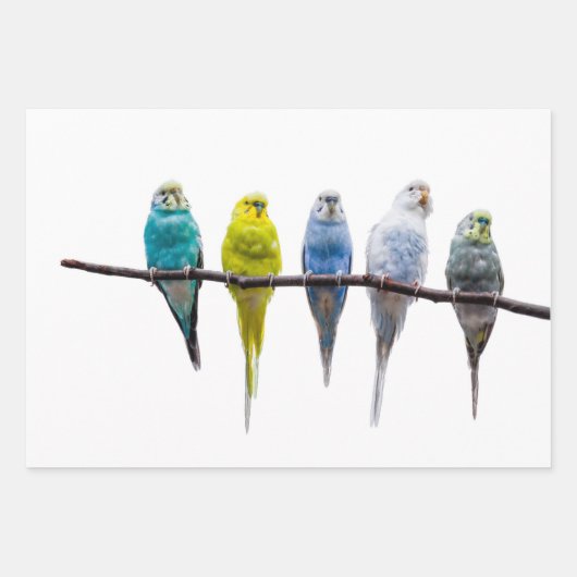 Budgies Inpakpapier Vel (Voorkant)