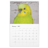 Budgies Kalender 2025 (Feb 2027)
