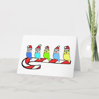 Budgies - Kerstmis Feestdagen Kaart
