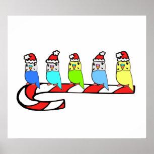 Budgies - Kerstmis Poster