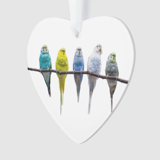 Budgies Ornament (voorkant)