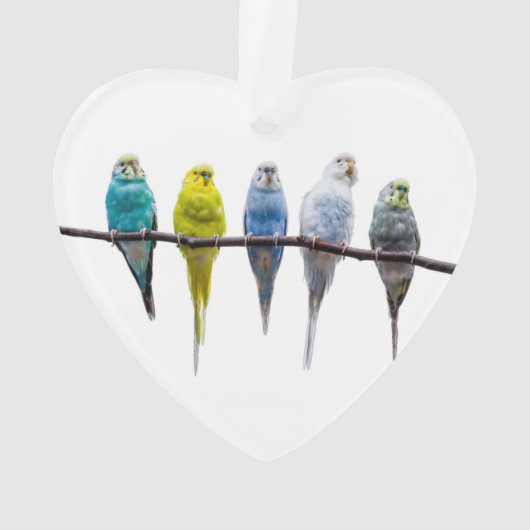 Budgies Ornament (achterkant)