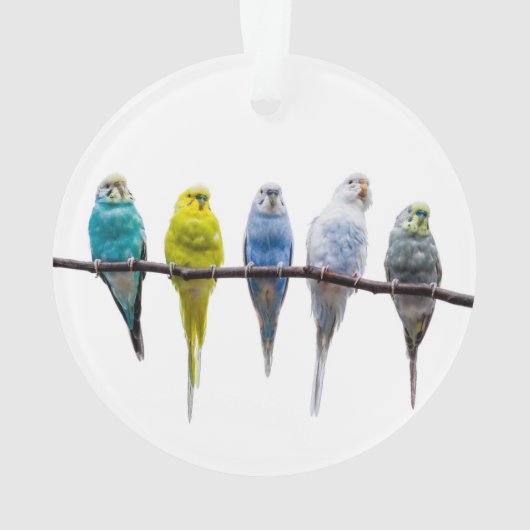 Budgies Ornament (achterkant)