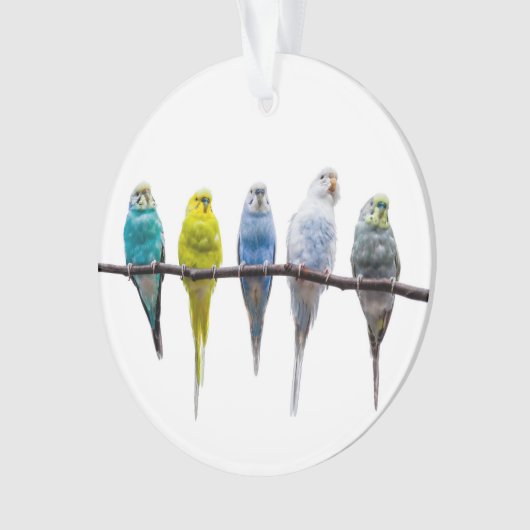 Budgies Ornament (voorkant)