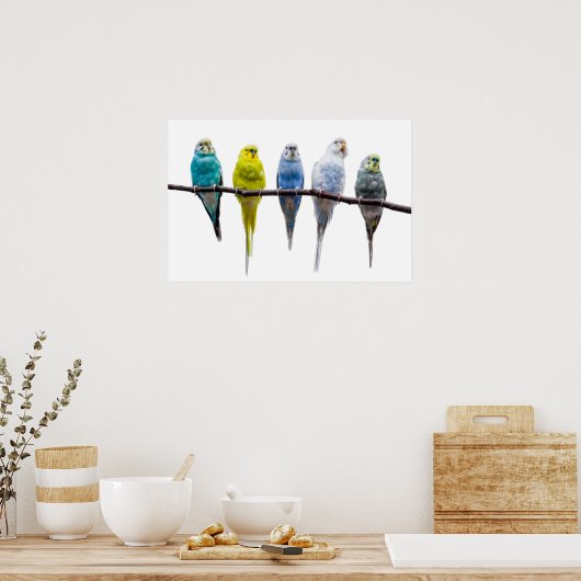 Budgies Poster (Keuken)