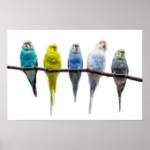 Budgies Poster (Voorkant)