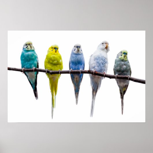 Budgies Poster (Voorkant)