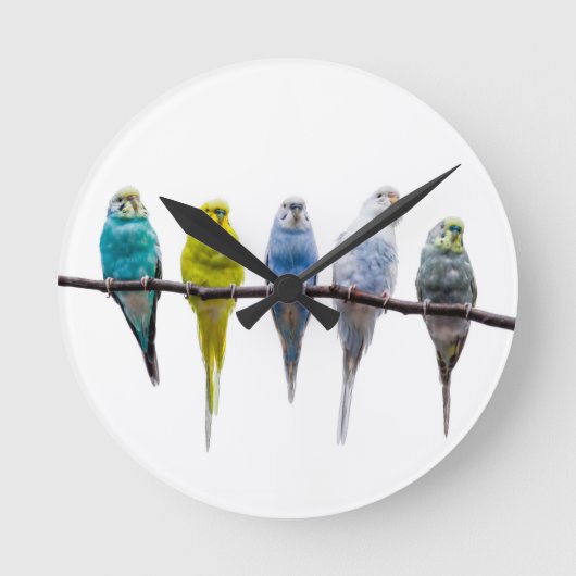 Budgies Ronde Klok (Voorkant)