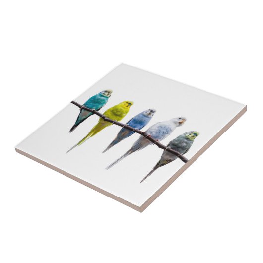 Budgies Tegeltje (Zijkant)