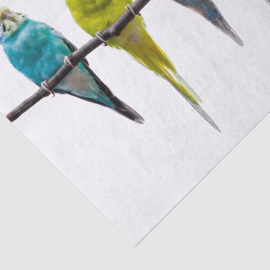 Budgies Tissuepapier (Detail)