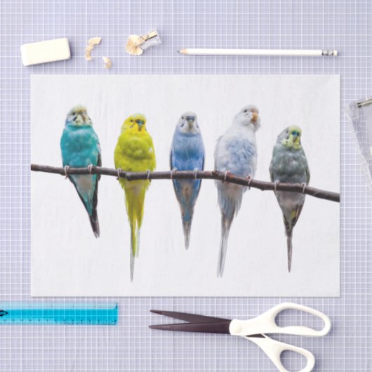 Budgies Tissuepapier (Craft)